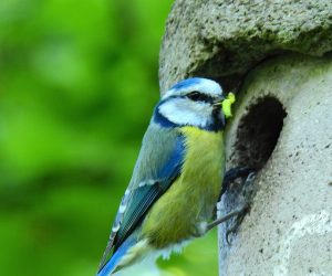blaumeise bringt futter zu nistkasten im garten