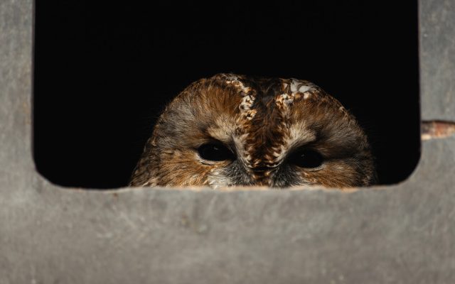 eule schaut aus nistkasten heraus im naturschutzprojekt