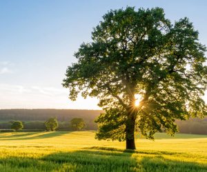 Große Eiche auf Wiese im Sonnenuntergang