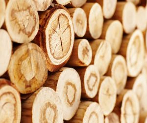 Gestapelte Holzstämme mit sichtbaren Jahresringen