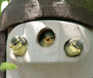 drei jungvoegel schauen aus nistkastenöffnungen