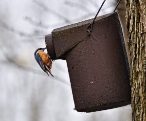 kleiber sitzt am nistkasten und sucht futter