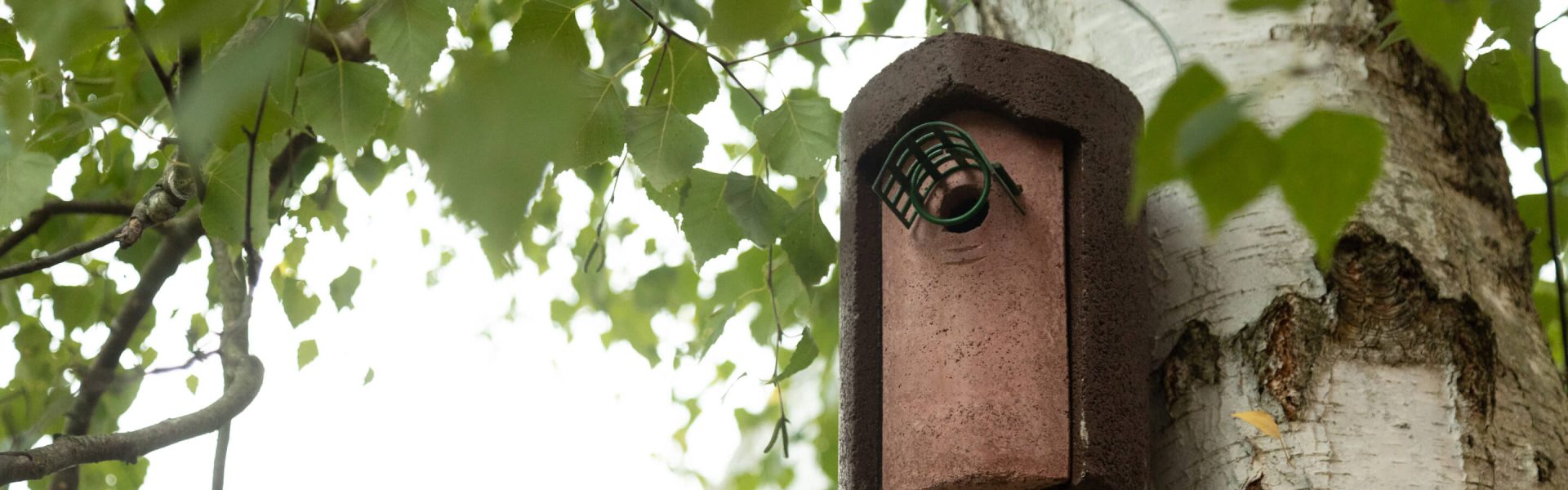 Nistkasten mit Vogel, der aus der Öffnung schaut